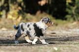 BERGER AUSTRALIEN PUPPIES 160